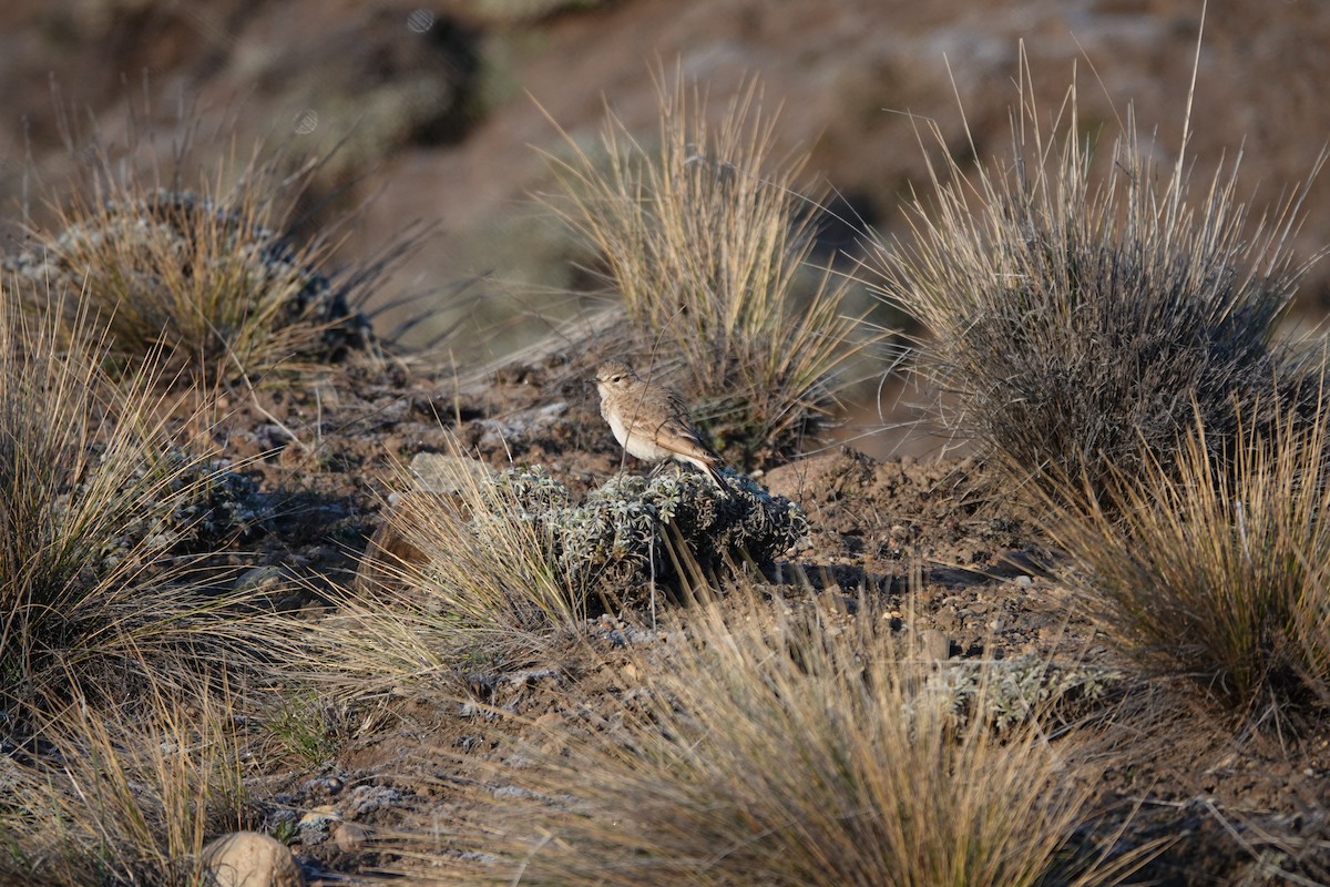 Common Miner - ML643048207