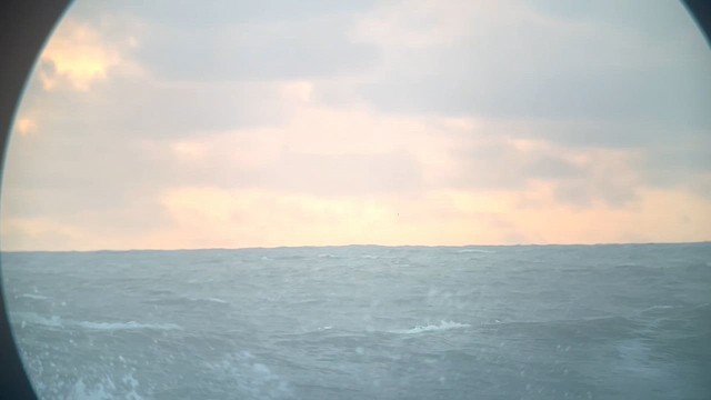 Black-legged Kittiwake - ML643048209