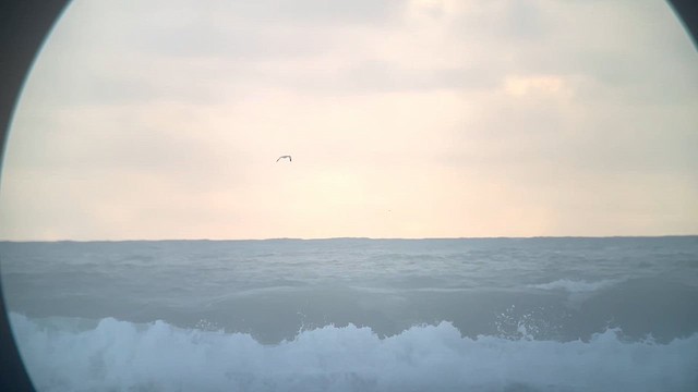 Black-legged Kittiwake - ML643048210