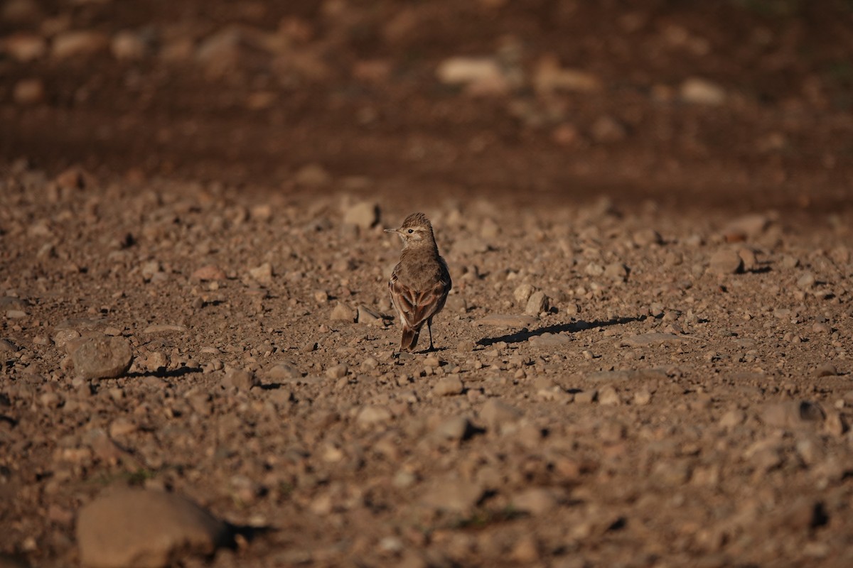 Common Miner - ML643048225