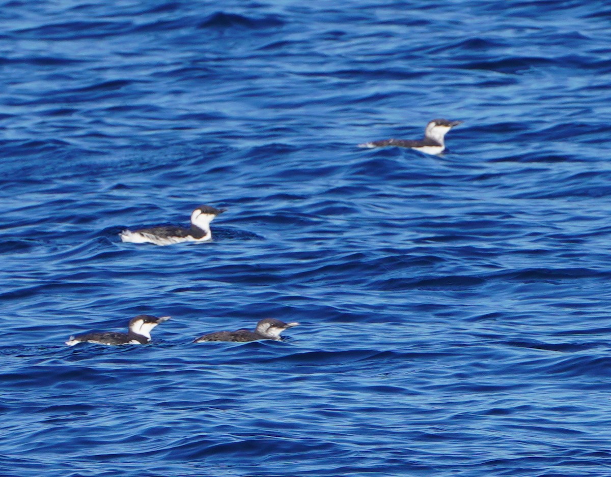 Common Murre - ML643048261