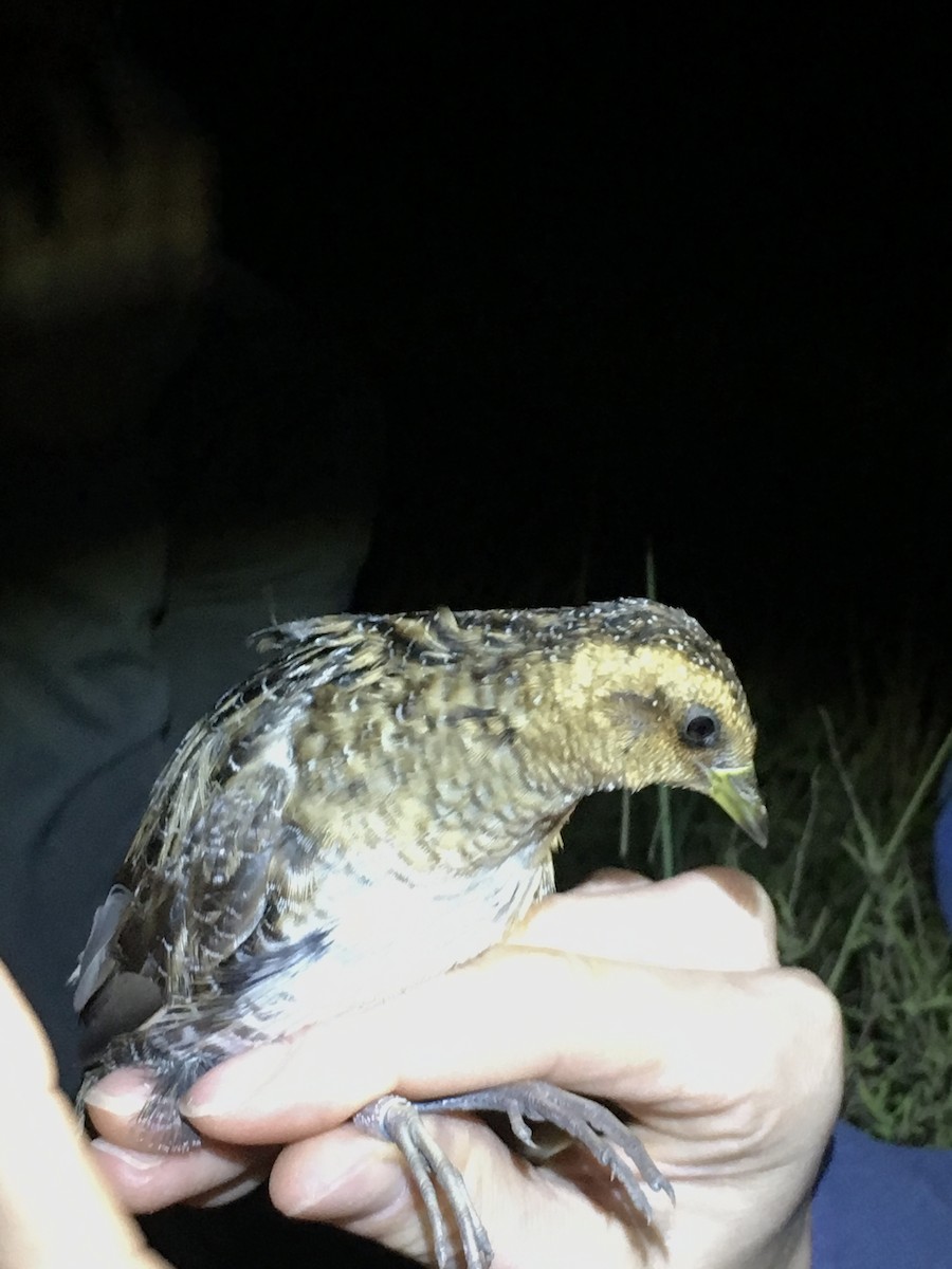 Yellow Rail - Bob Friedrichs