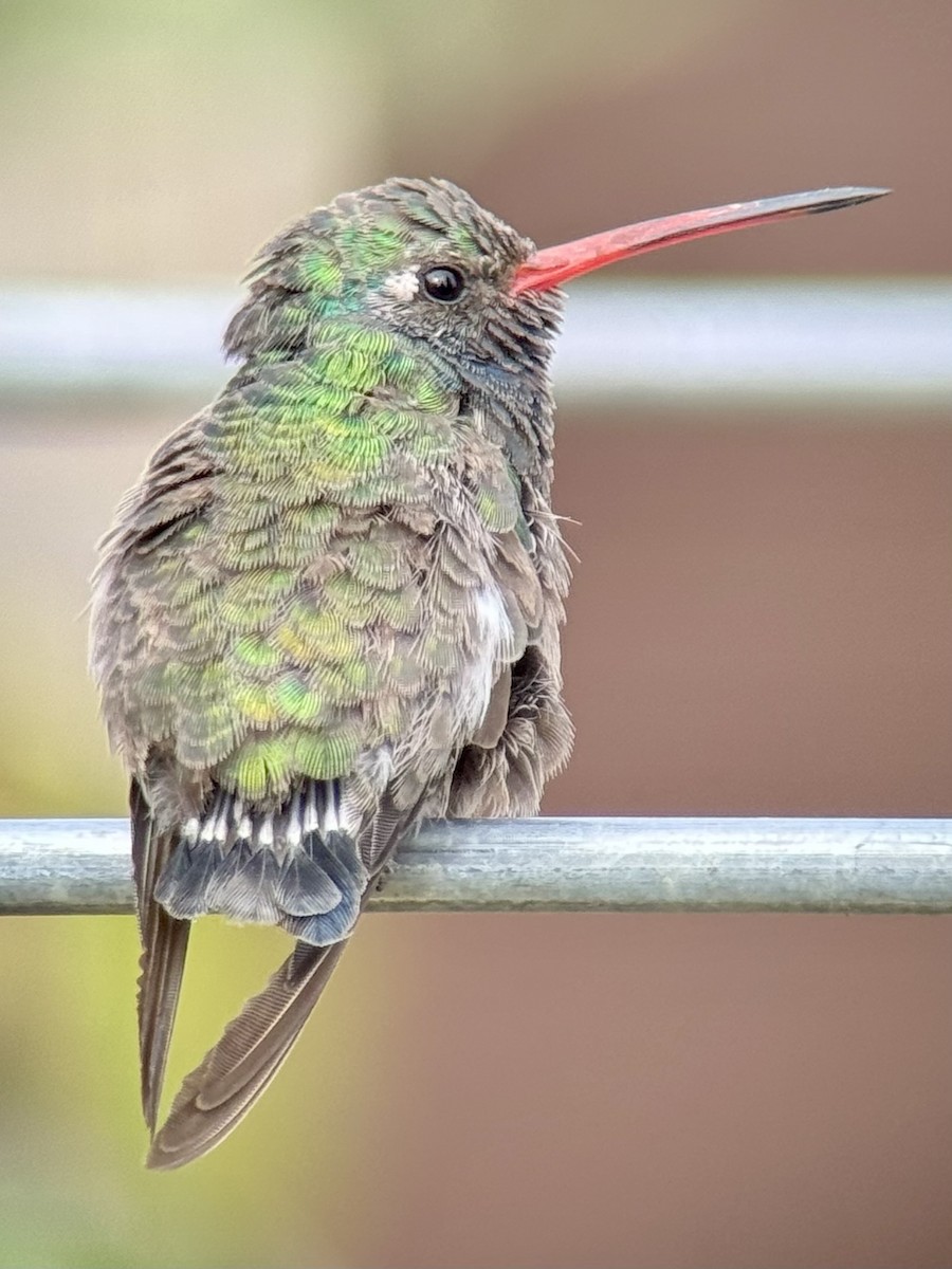Broad-billed Hummingbird - Dan Tyson