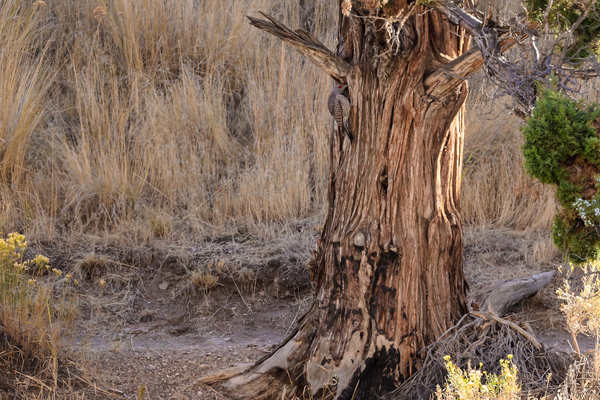 Northern Flicker - ML643048297