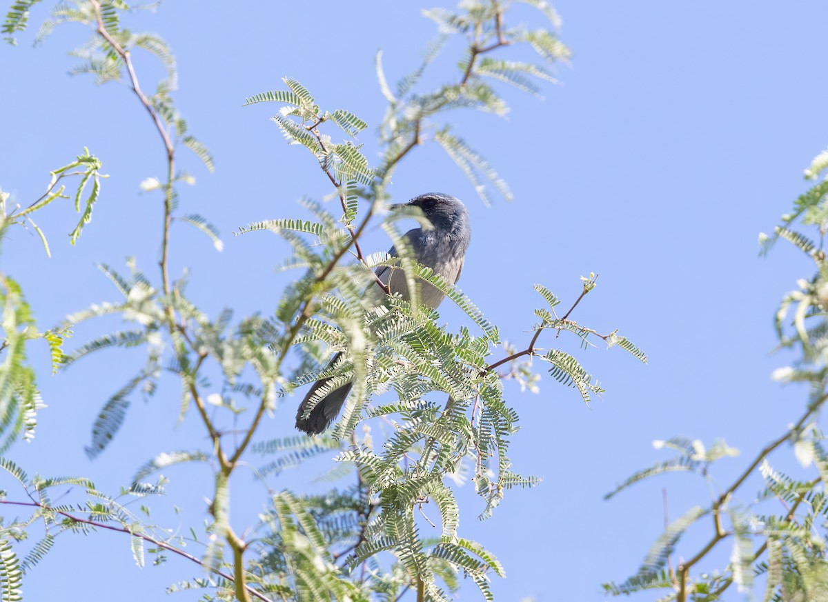 Woodhouse's Scrub-Jay - Wayne Smith