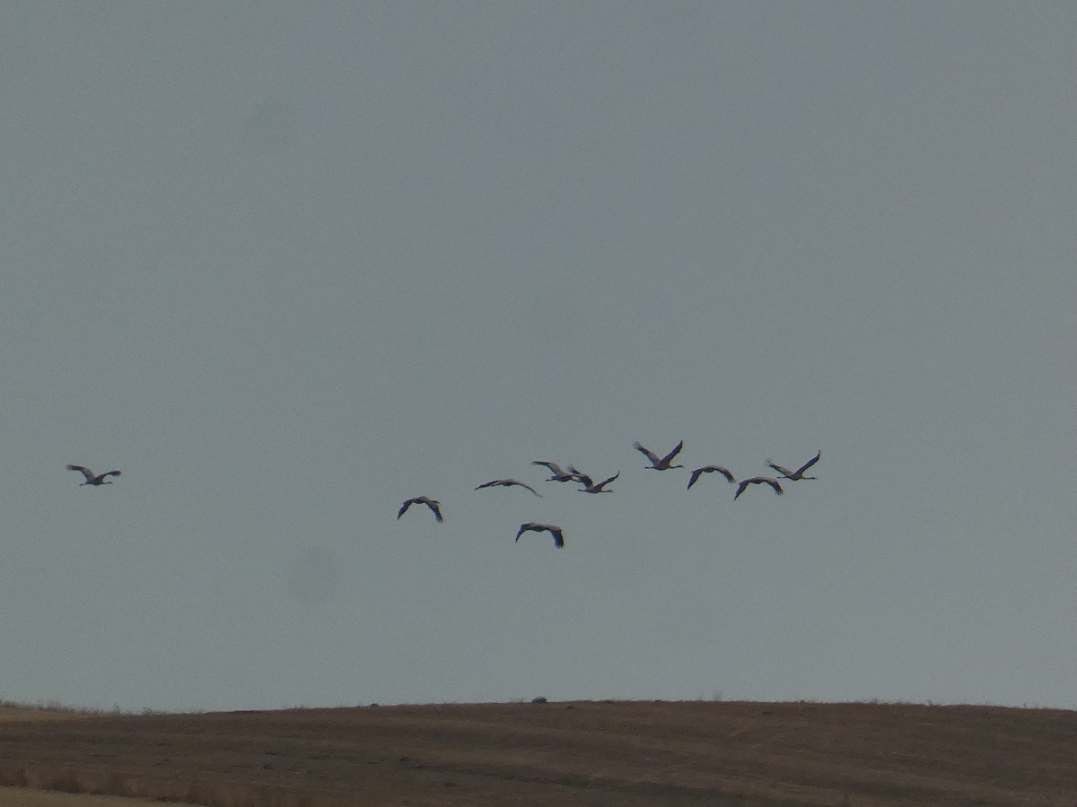 Common Crane - Xavier Parra Cuenca