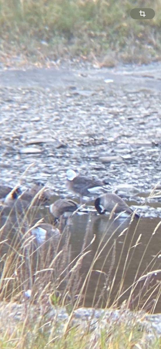 Snow x Canada Goose (hybrid) - ML643048335