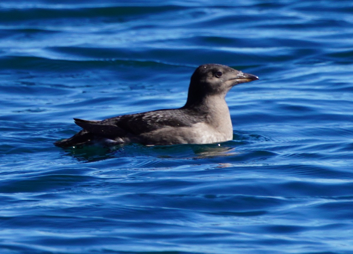 Rhinoceros Auklet - phenom fi