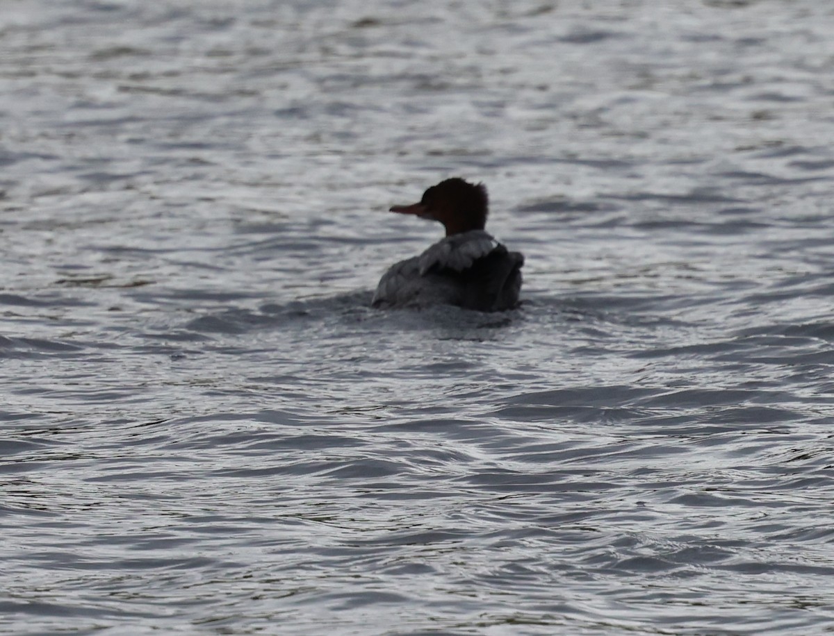 Red-breasted Merganser - ML643048379