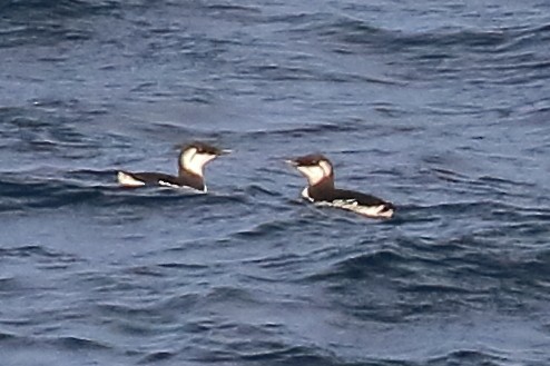 Common Murre - ML643048396