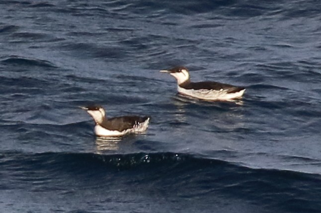 Common Murre - ML643048398