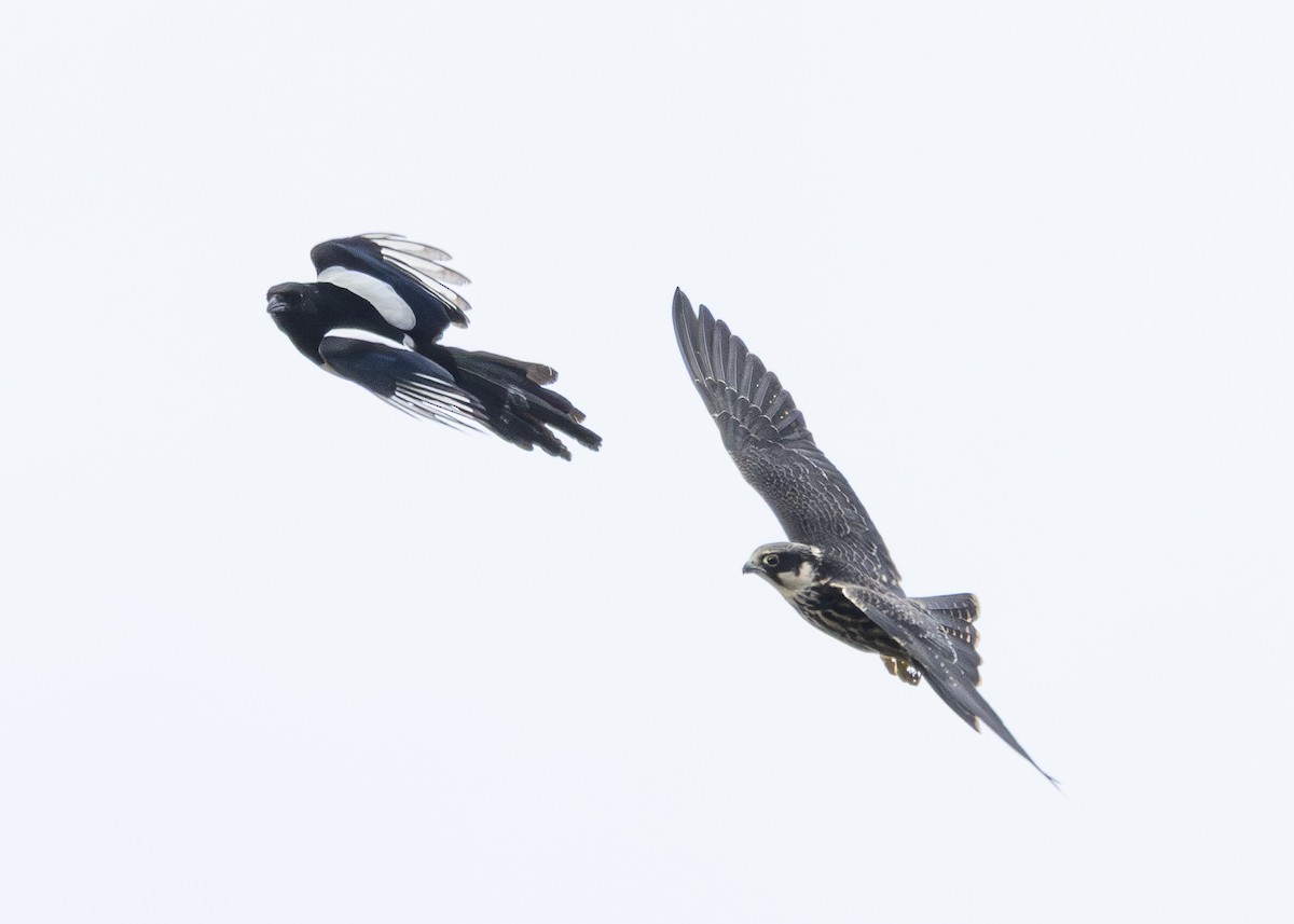 Eurasian Hobby - Toby Carter