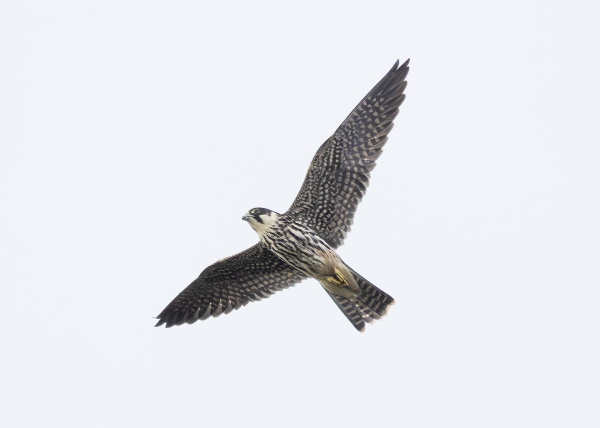 Eurasian Hobby - Toby Carter