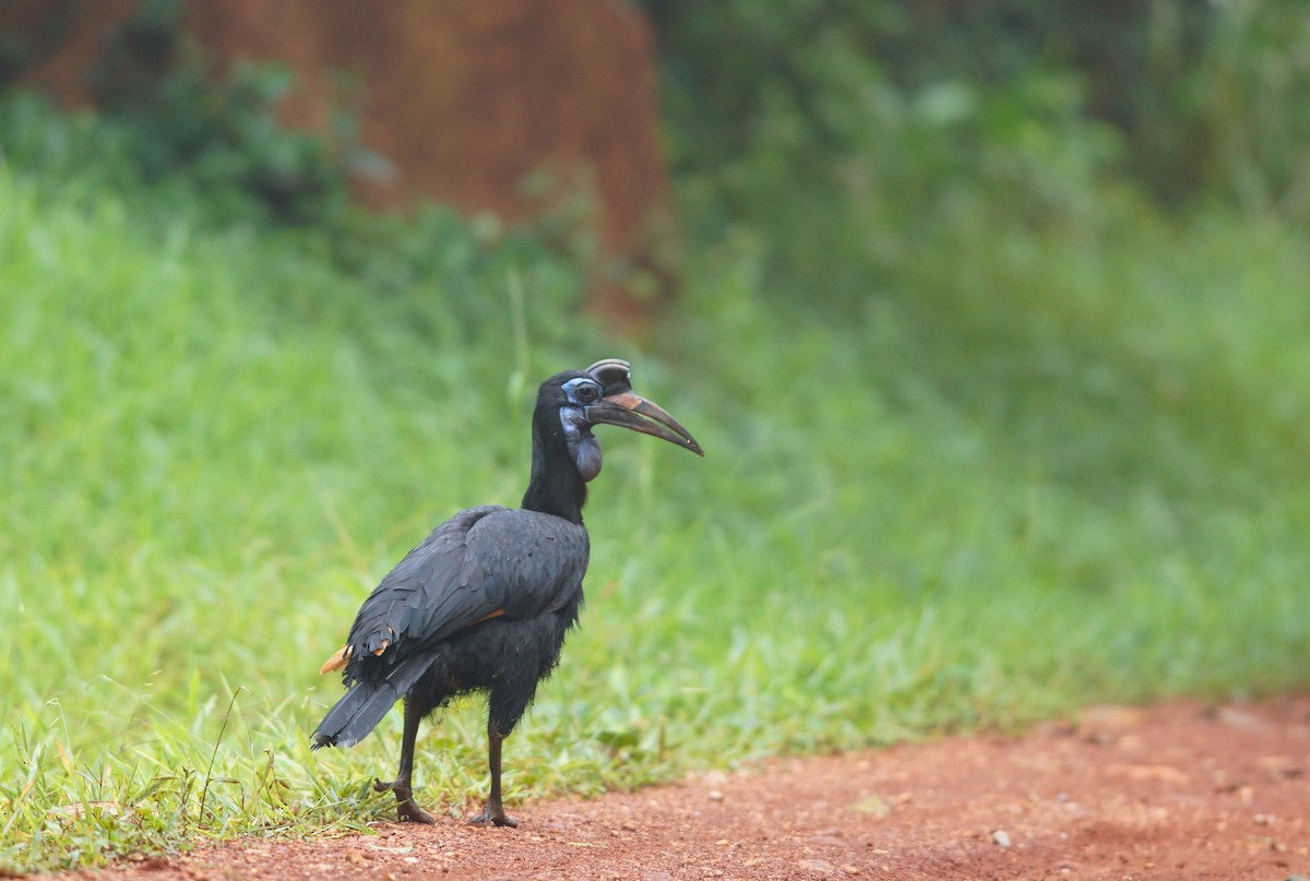 Abyssinian Ground-Hornbill - ML643048412