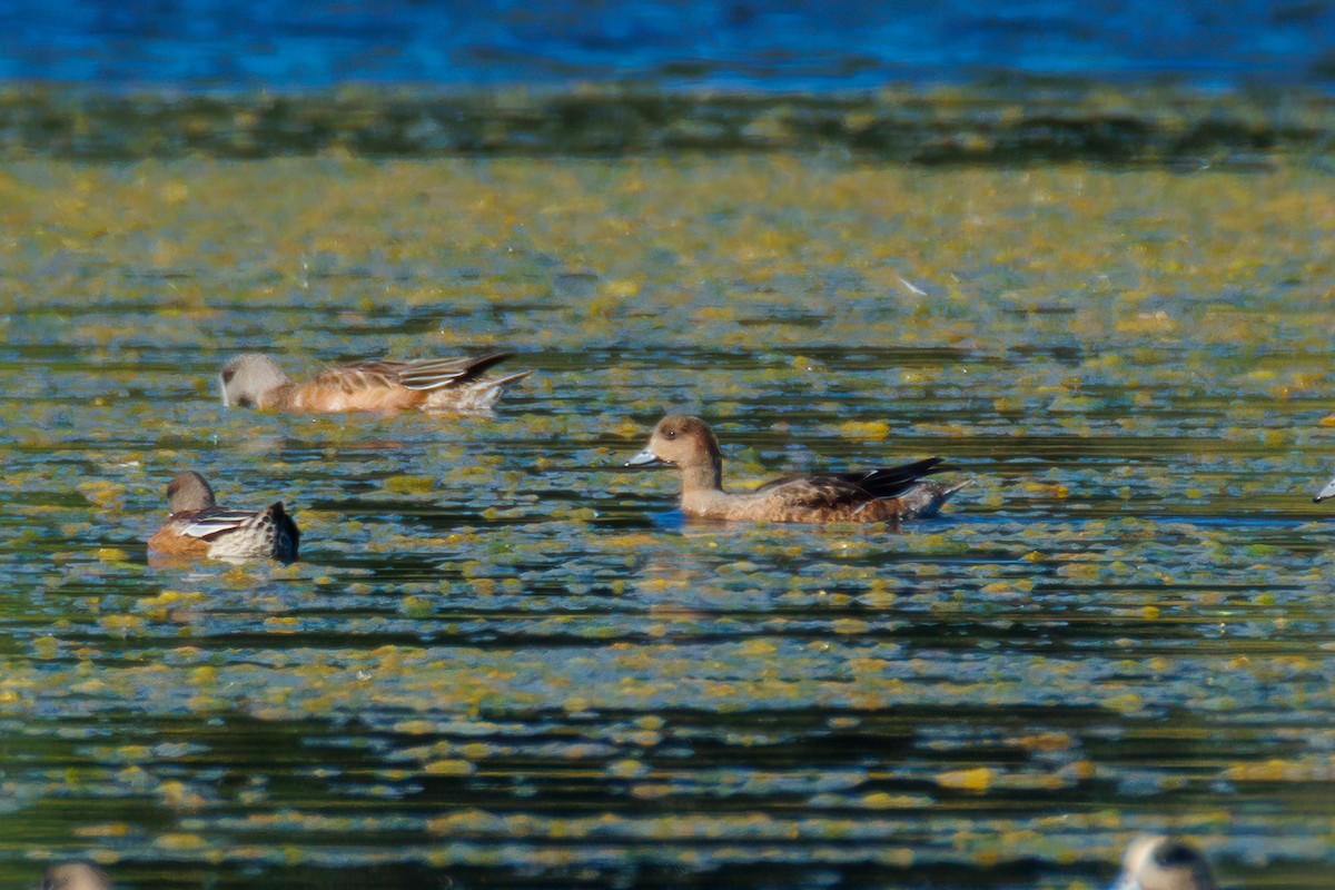Ahate txistulari eurasiarra - ML643048420