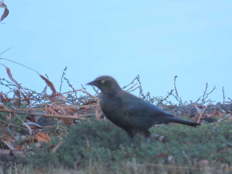 Brewer's Blackbird - ML643048425