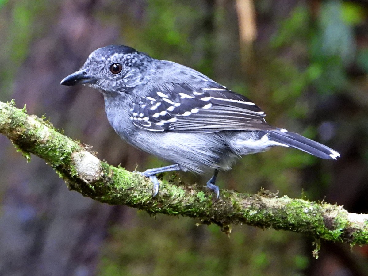 Black-crowned Antshrike - ML643048427