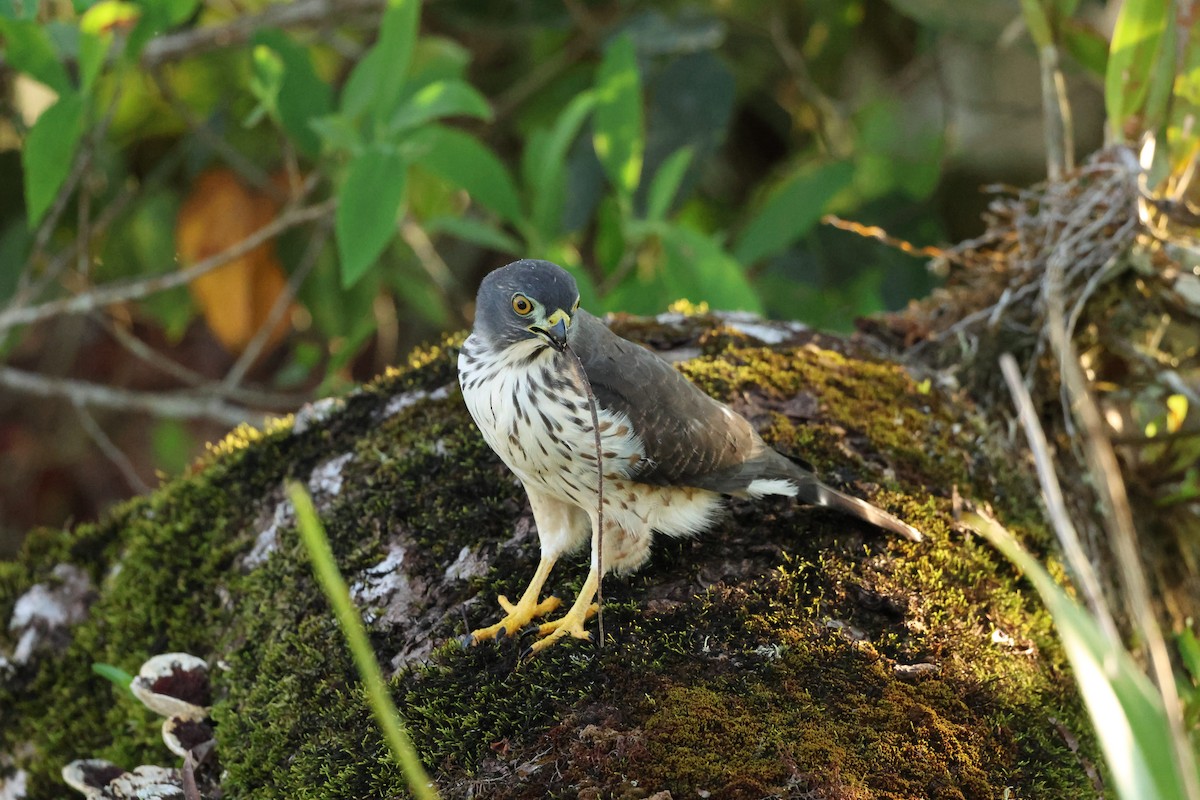 Double-toothed Kite - ML643048432