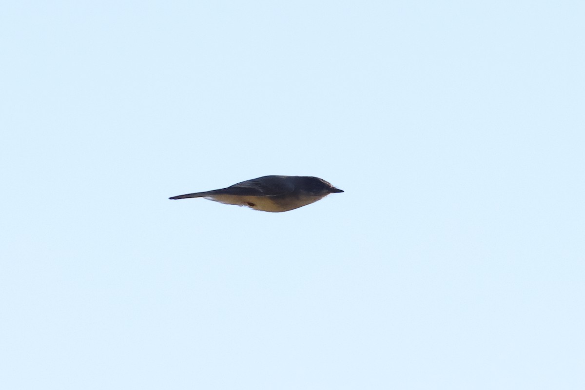 Northern Parula - ML643048433