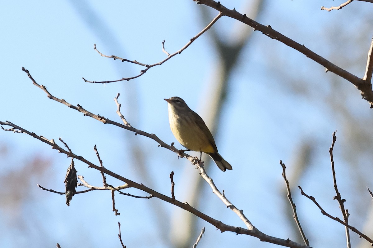 Northern Parula - ML643048436