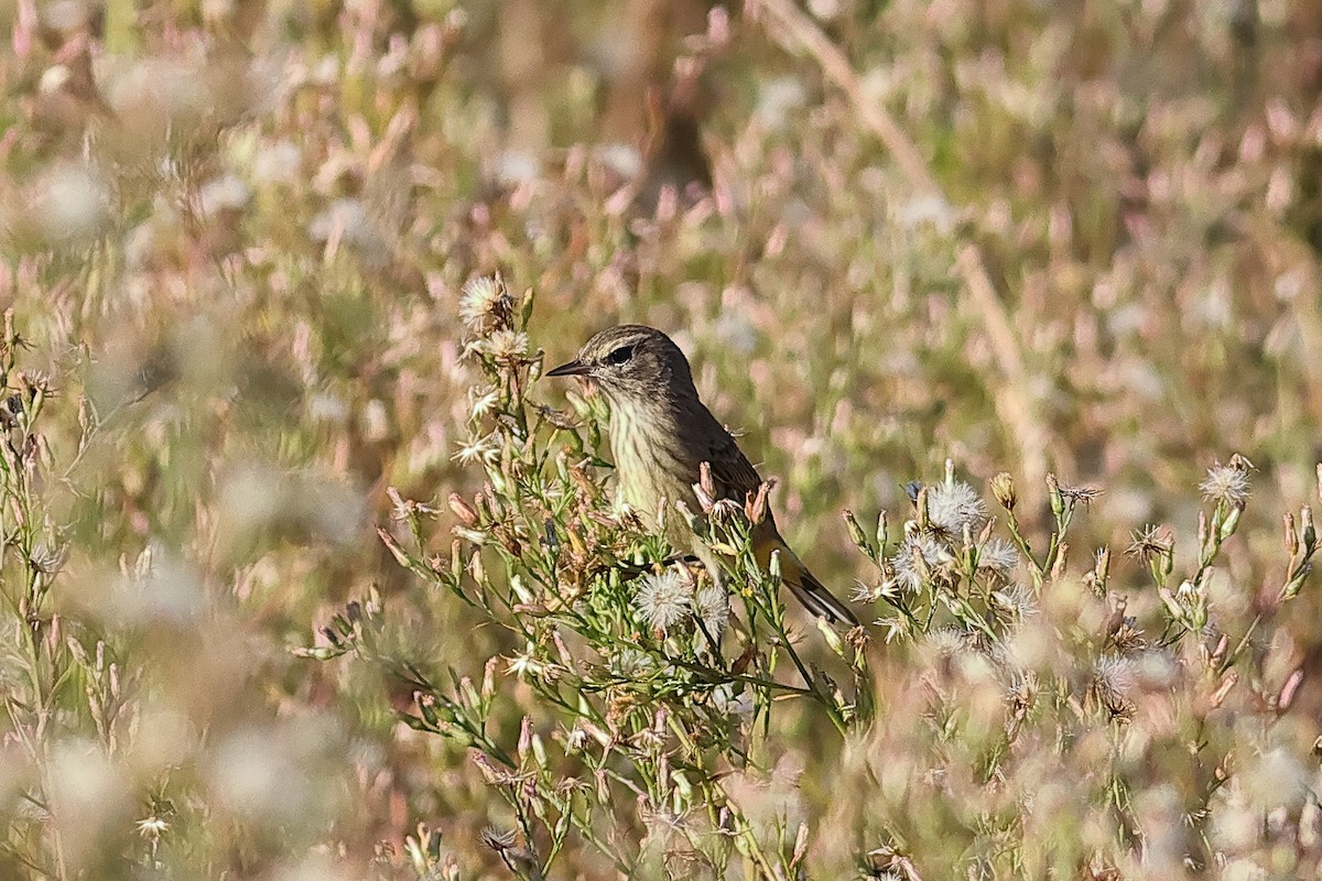 Northern Parula - ML643048437
