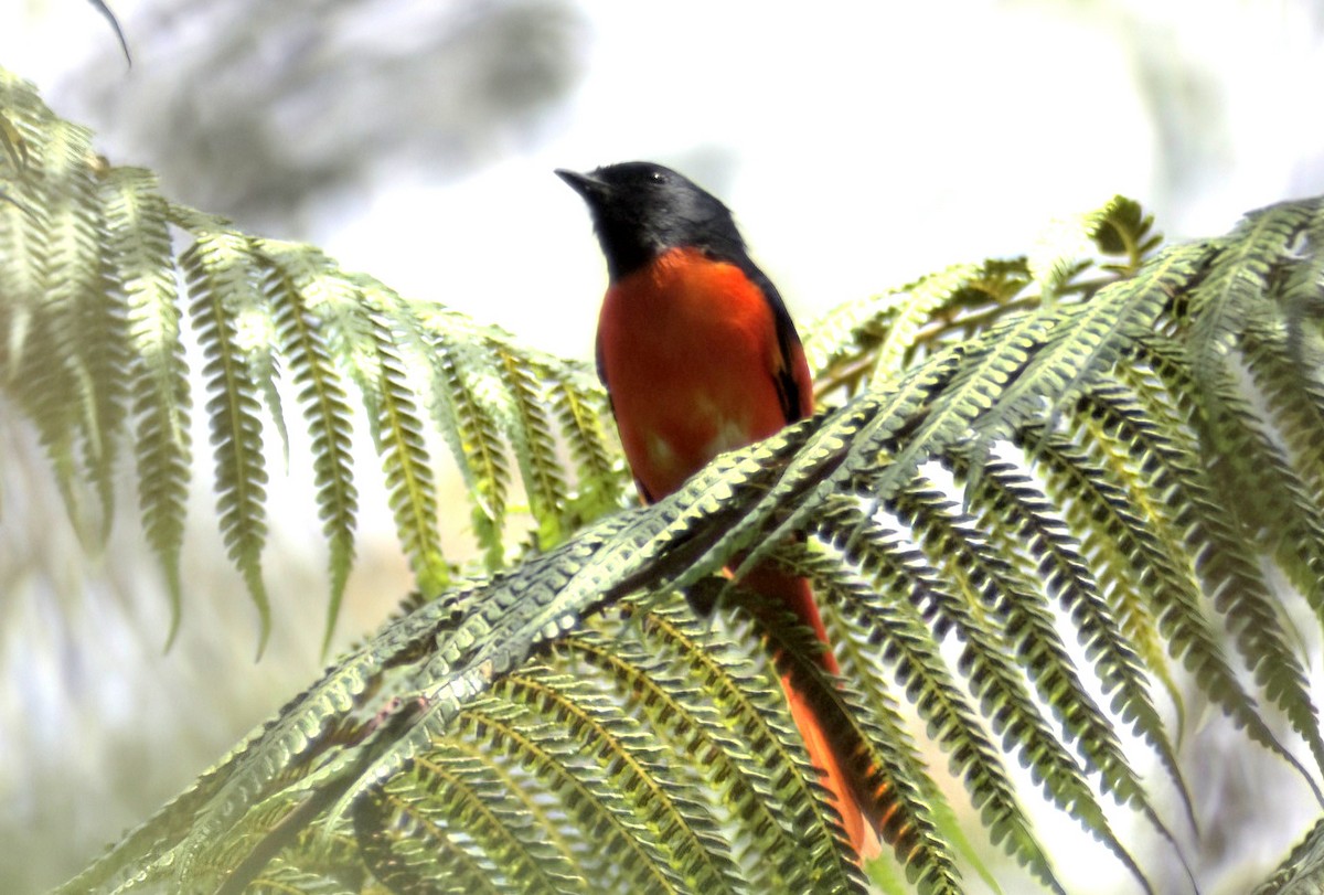 Gray-chinned Minivet - ML643048439