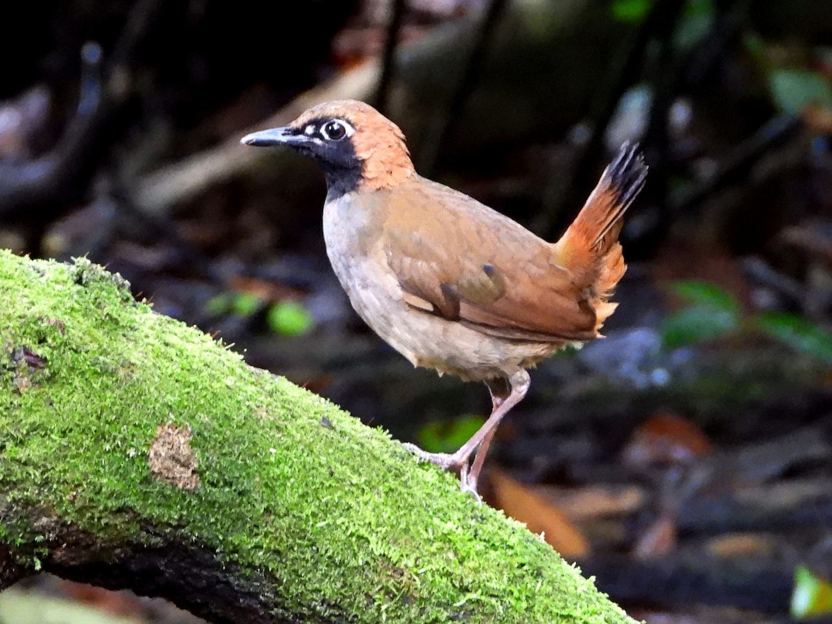 Black-faced Antthrush - ML643048440