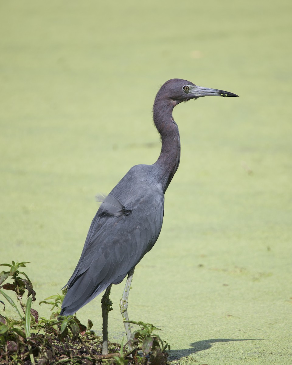 Little Blue Heron - ML643048441