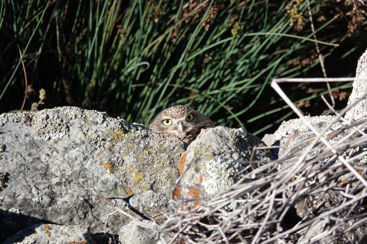 Burrowing Owl - Janis Lynne