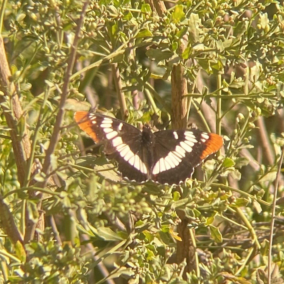 Lorquin's Admiral - ML643048465