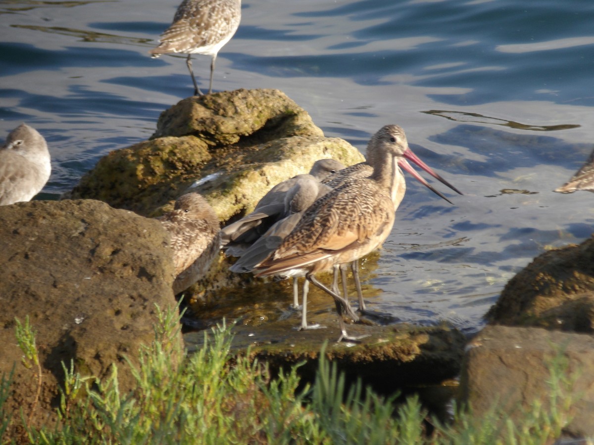 Marbled Godwit - ML643048477