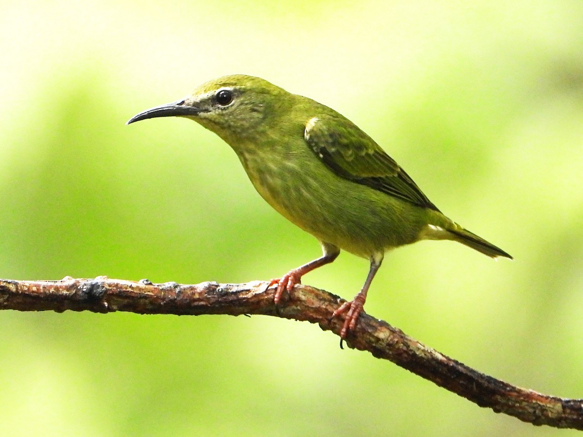Türkisnaschvogel - ML643048512
