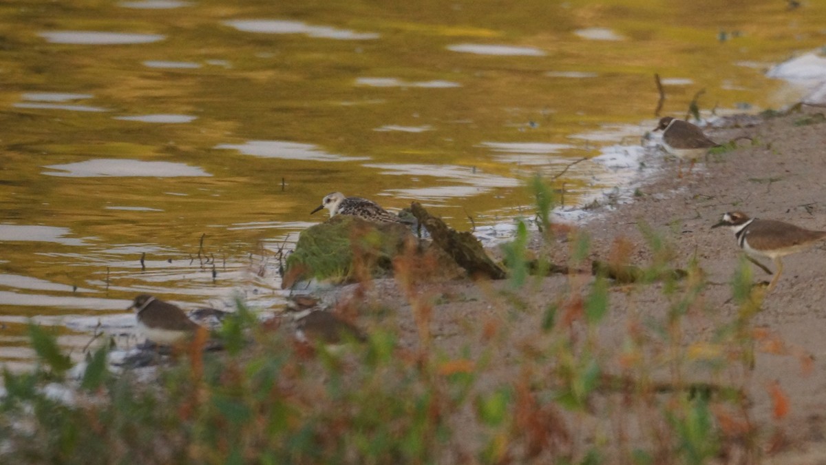 Sanderling - ML643048516