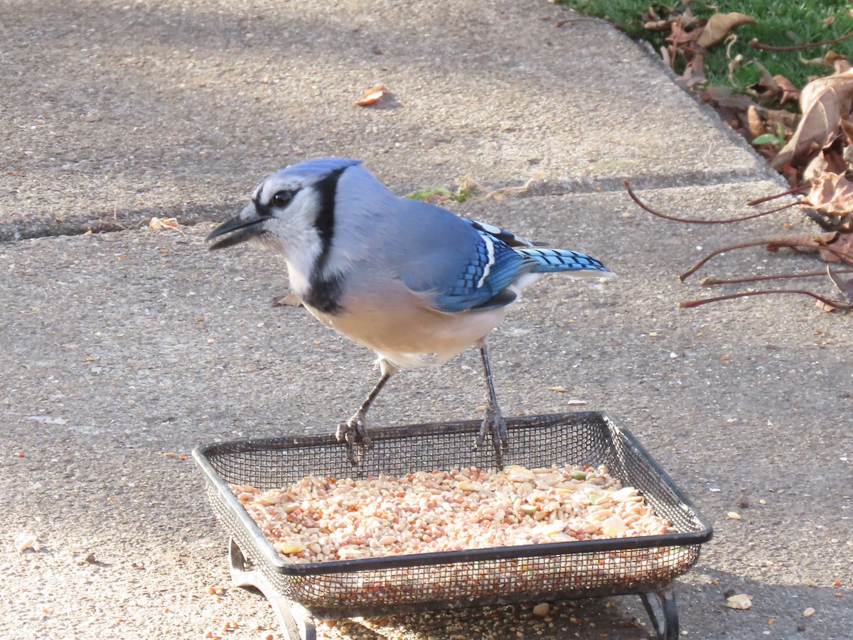 Blauhäher - ML643048517