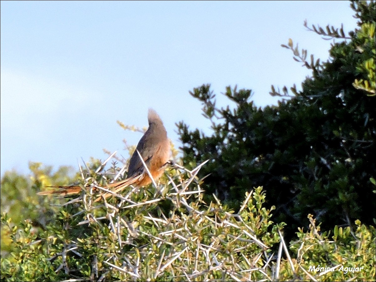 Braunflügel-Mausvogel - ML643048526