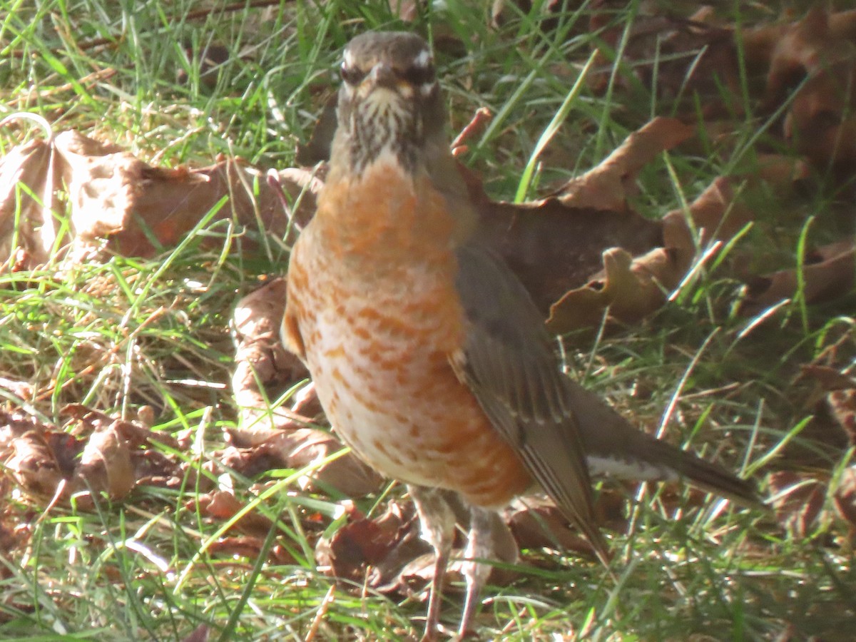 American Robin - ML643048533