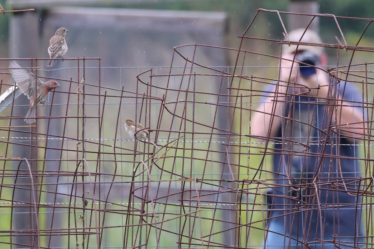 Clay-colored Sparrow - ML643048541