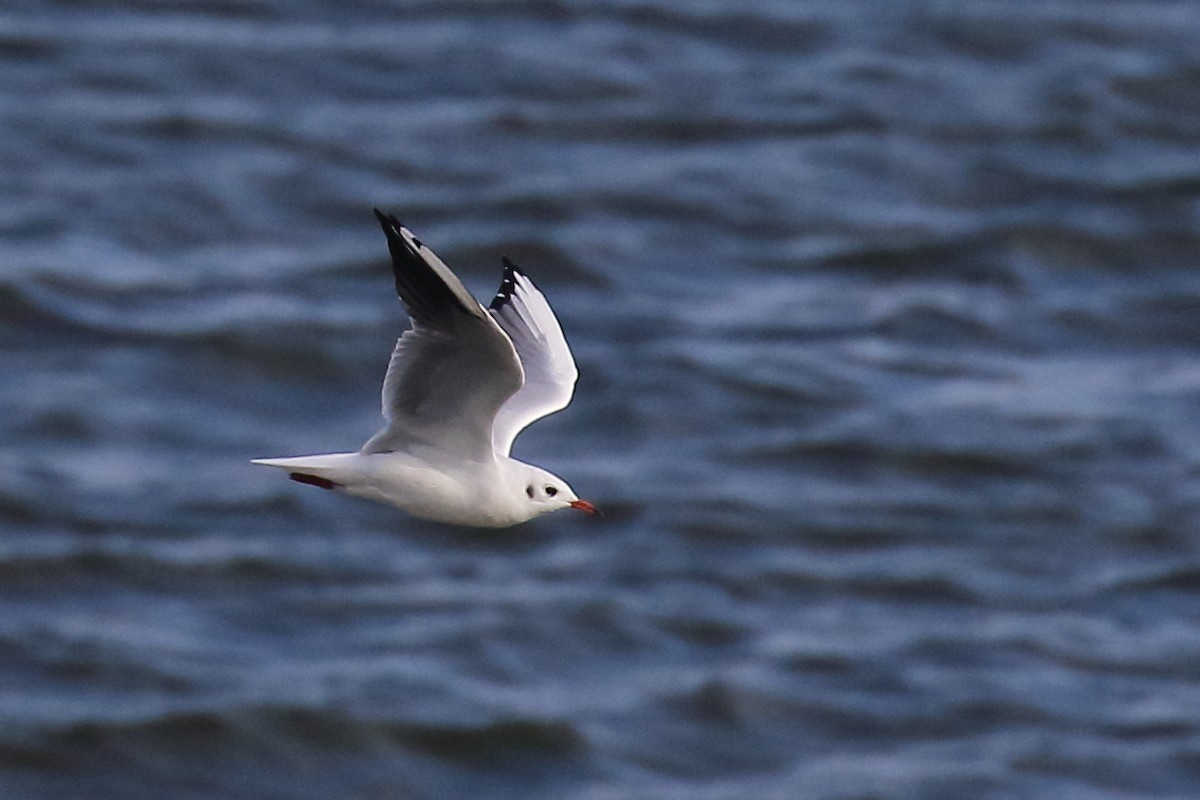 Black-headed Gull - ML643048546