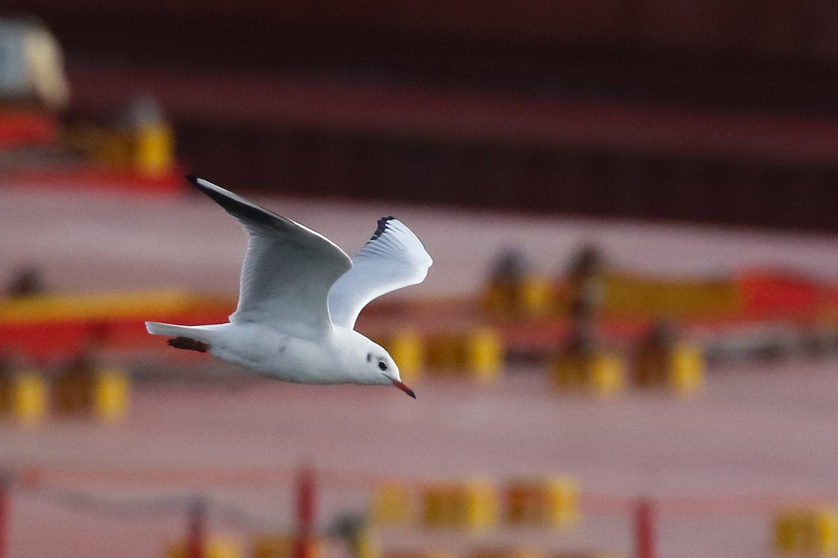 Black-headed Gull - ML643048547