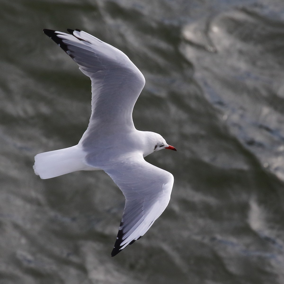 Black-headed Gull - ML643048548