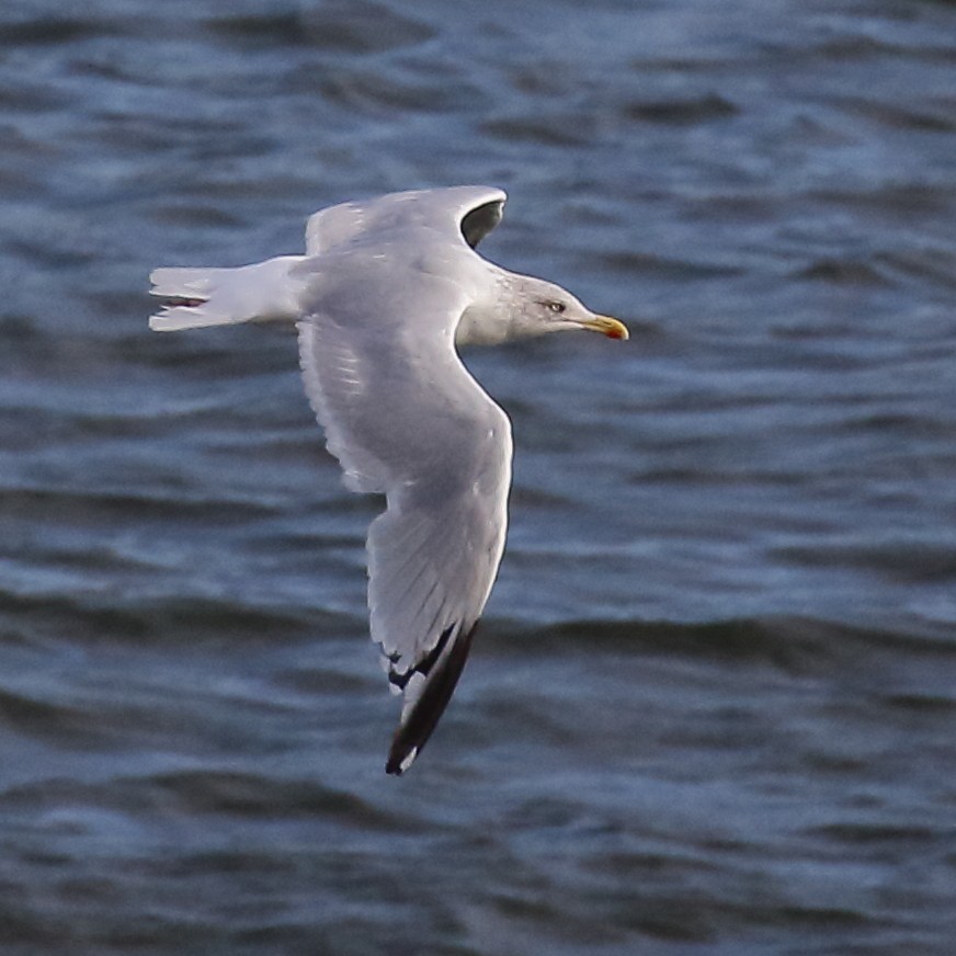 European Herring Gull - ML643048556