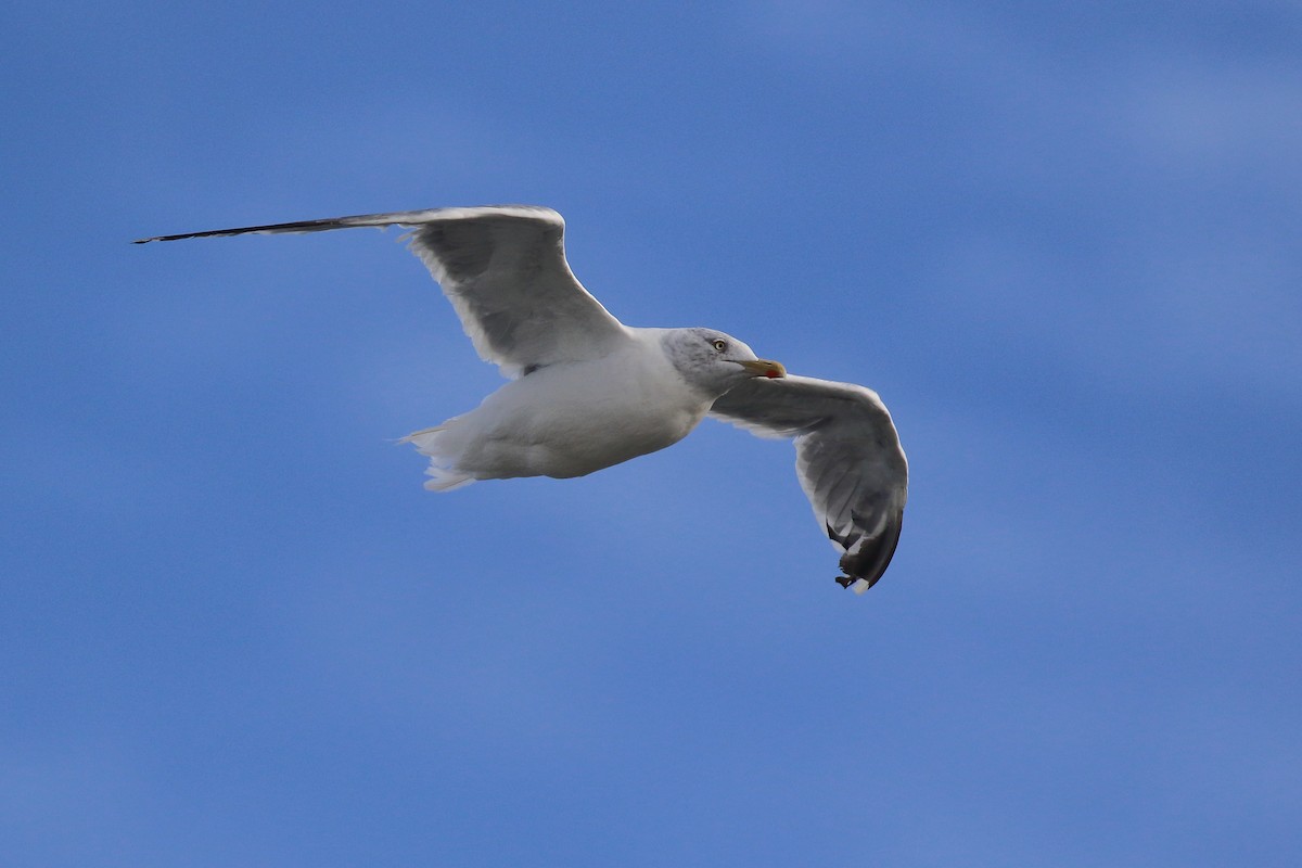 European Herring Gull - ML643048557
