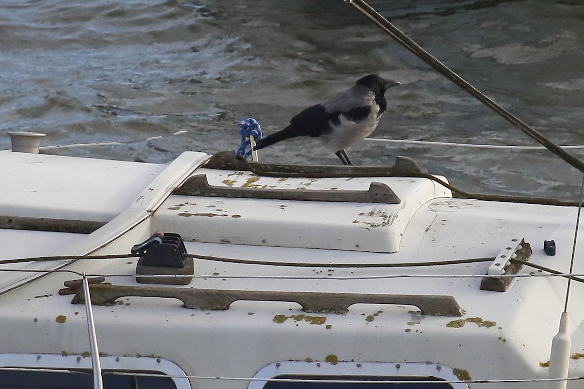 Hooded Crow - ML643048565