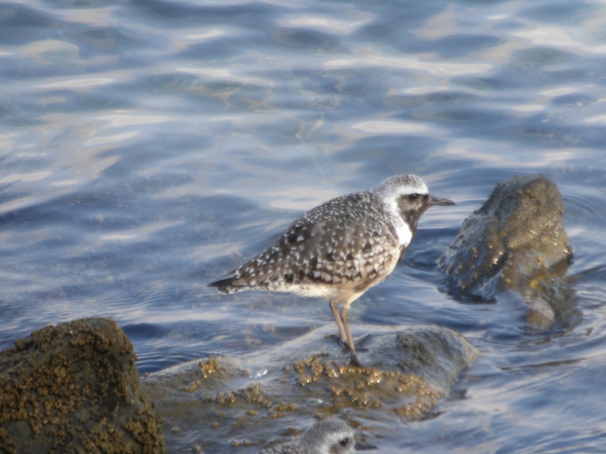 Black-bellied Plover - ML643048575