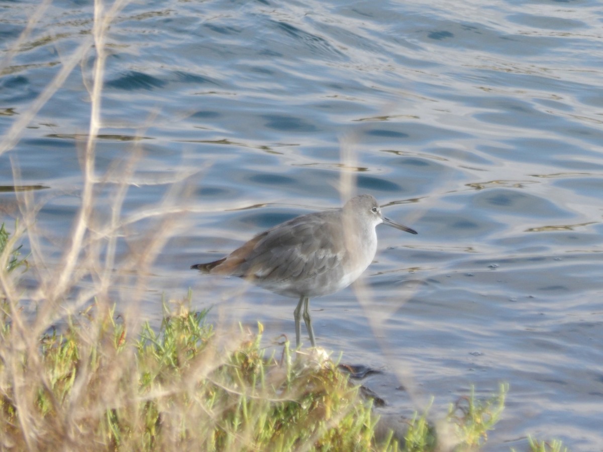 Willet - ML643048591