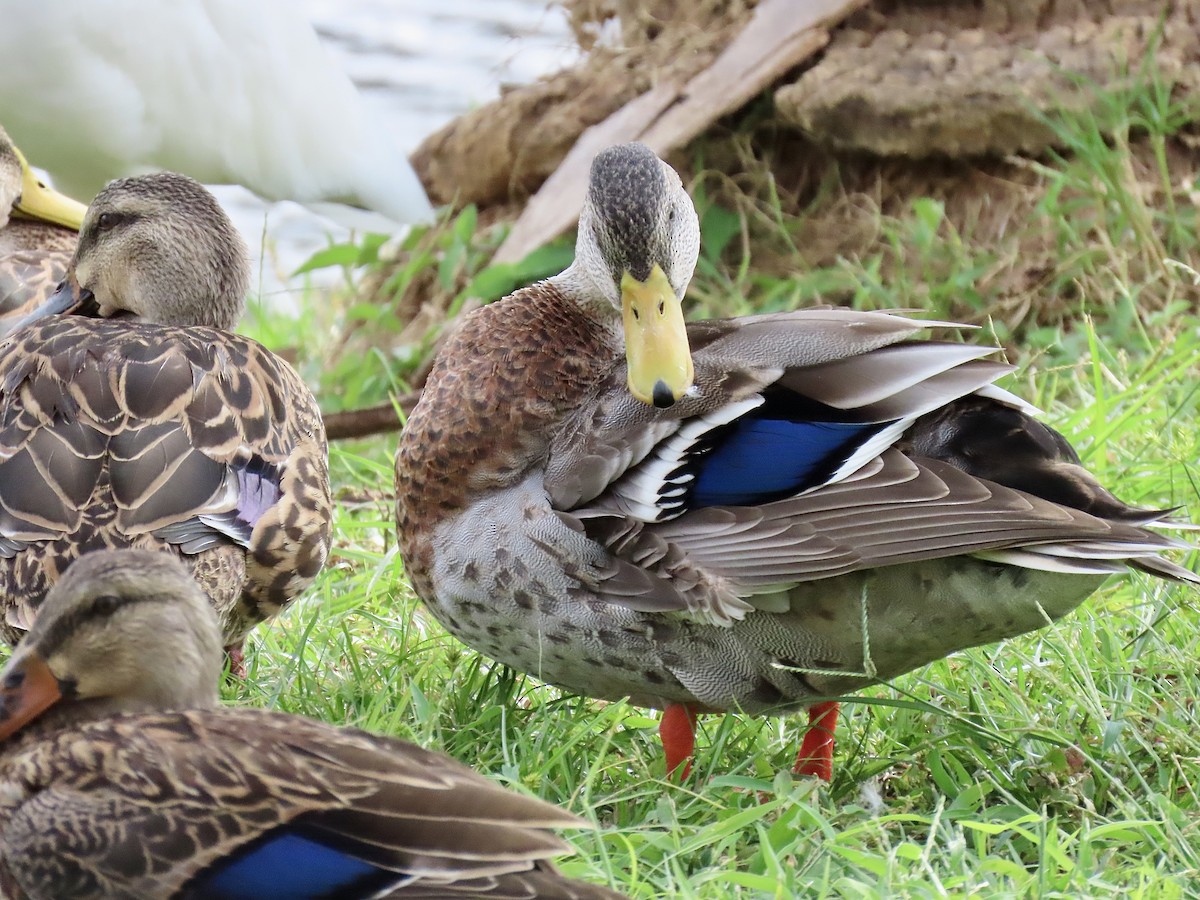 Mallard x Mottled Duck (hybrid) - ML643048599