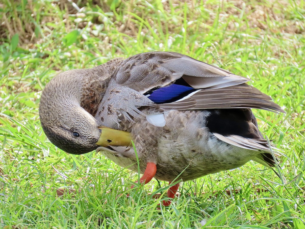 Mallard x Mottled Duck (hybrid) - ML643048600