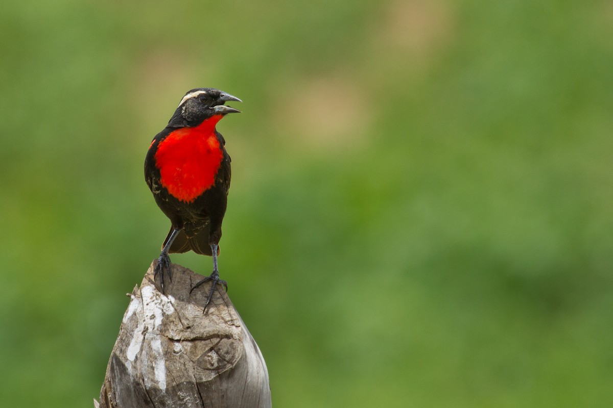 White-browed Meadowlark - ML64304861