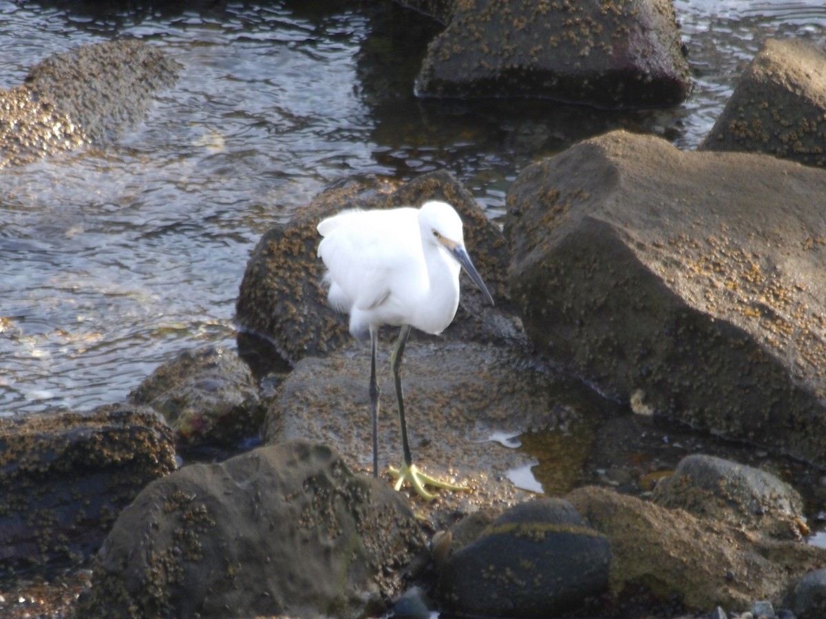 Snowy Egret - ML643048617