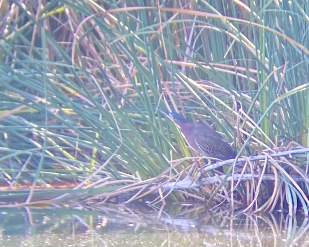 Green Heron - ML643048621